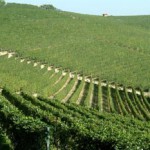 Cantine Marchesi di Barolo, tradizione evolutiva