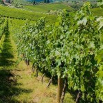 Chianti. Una vendemmia 2015 al top