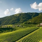 Prosecco Superiore l’Alta Collina premia la qualità