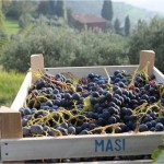 Modello Masi. Quattro vini espressione delle Venezie