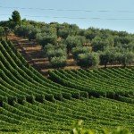 Natura concept per il futuro di Monteverro