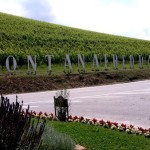 Fontanafredda, wine story, wine style