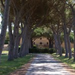 Tenuta Guado al Tasso and Antinori Family