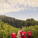 Vendemmia 2016 Masi, ottima. Uve perfette