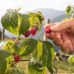 Monthea. La natura del tè, il gusto del lifestyle in equilibrio