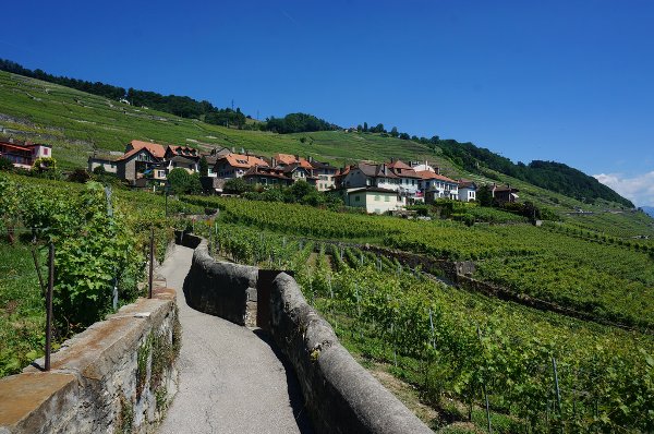 Lavaux Svizzera I Vigneti Terrazzati Unesco Paesaggio Di Emozioni