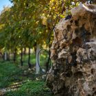 Le Guaite di Noemi, quando i vini raccontano