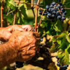 Vendemmia Consorzio Tutela Vini Doc Sicilia