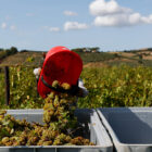 Al via la Vendemmia in Maremma Toscana